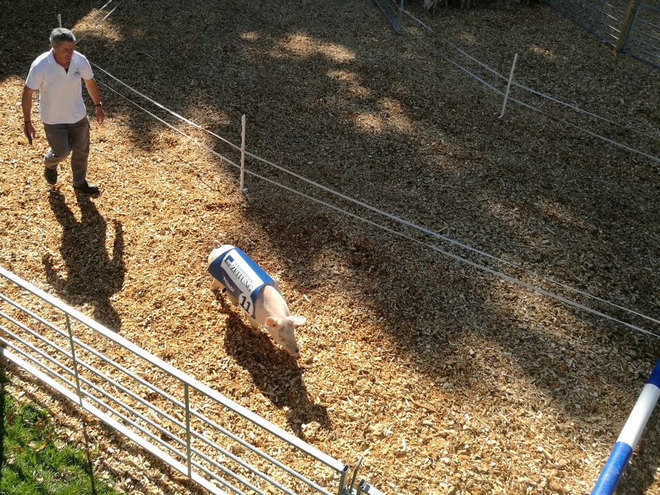 Ein Mann treibt ein Schweinchen auf die Rennbahn.