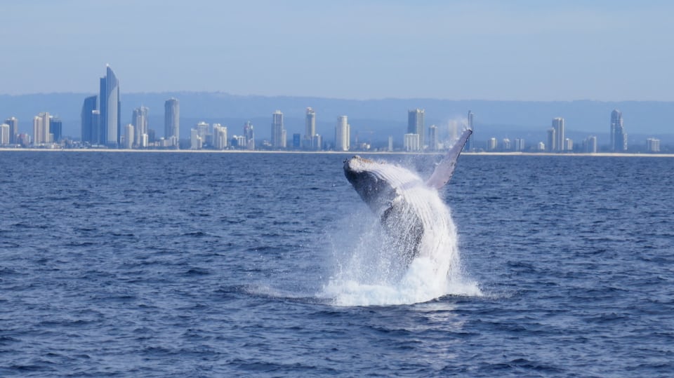 Buckelwal vor Gold Coast