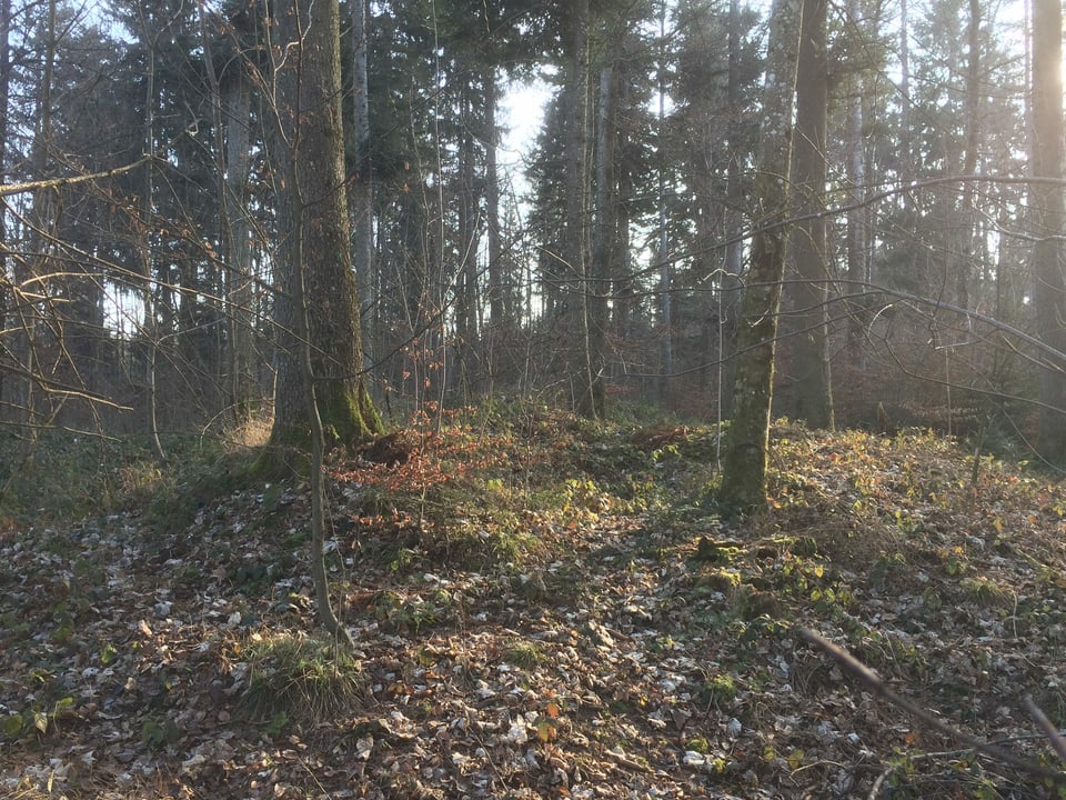 Bäume im Gegenlicht im Wald Zigiholz in Sarmenstorf.