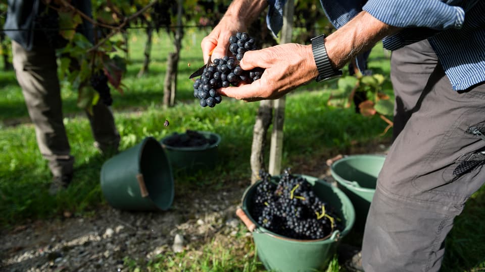 Eine Person hält rote Weintrauben in den Händen.