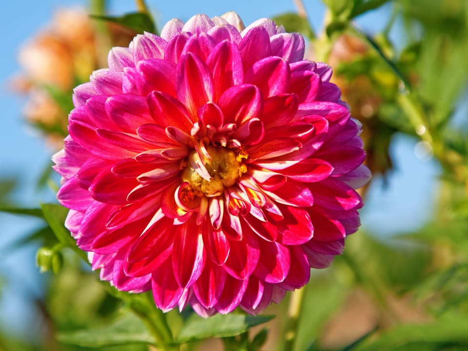 Pinkfarbene Dahlien-Blüte