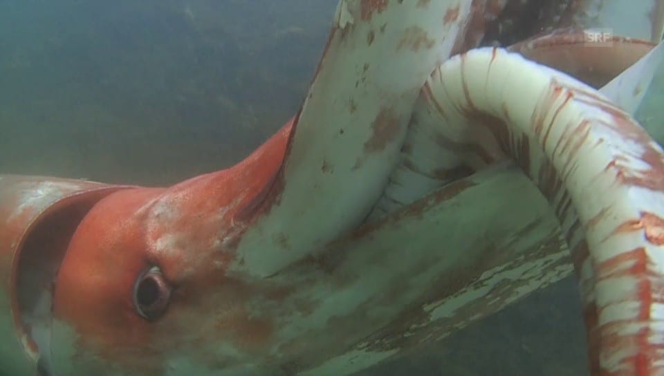 Riesen Tintenfisch Riesen Tintenfisch