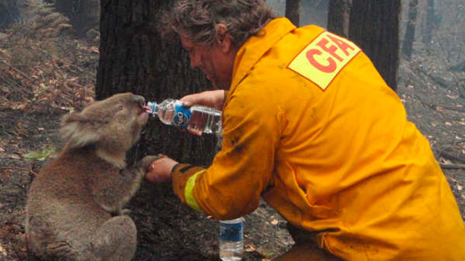 Ein Feuerwehrmann gibt einem Koala Wasser