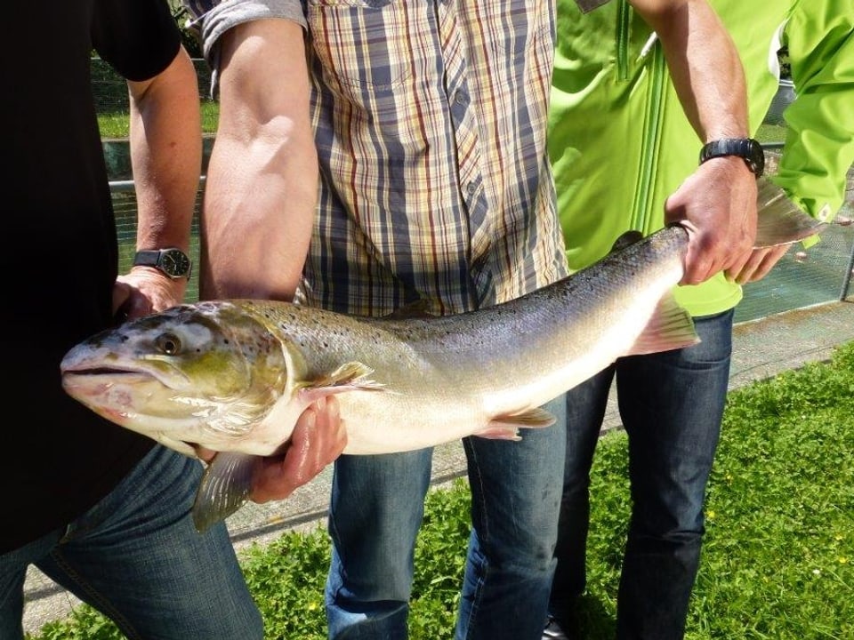 Mehrere Männer halten den 89 Zentimeter langen Lachs zur genaueren Bestimmung, später wurde dieser wieder frei gelassen