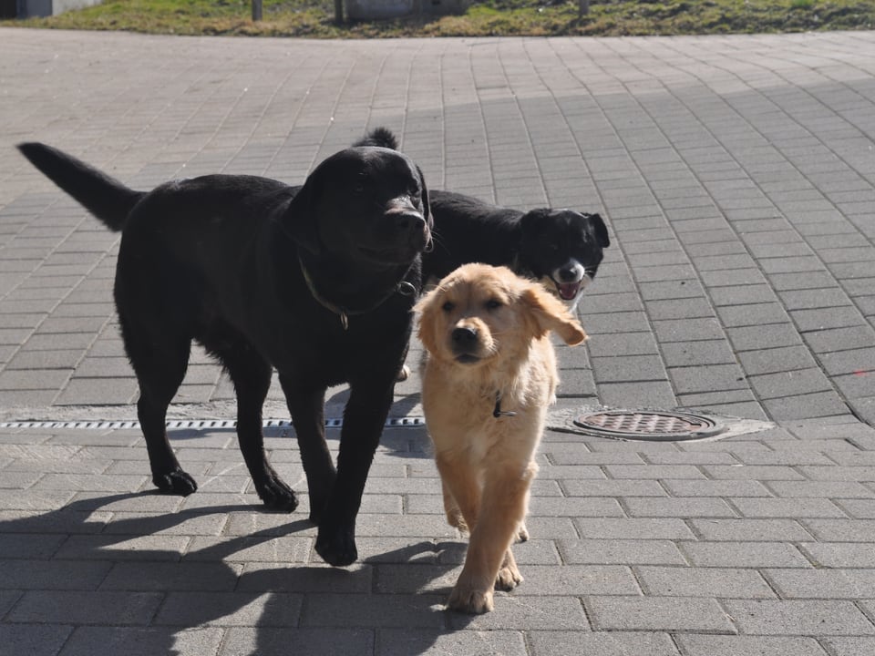 Das sind Yanick Kurths Hunde Kim und Spaik und sein Ferienhund Labrador Gemmioux aus Gland/VD.