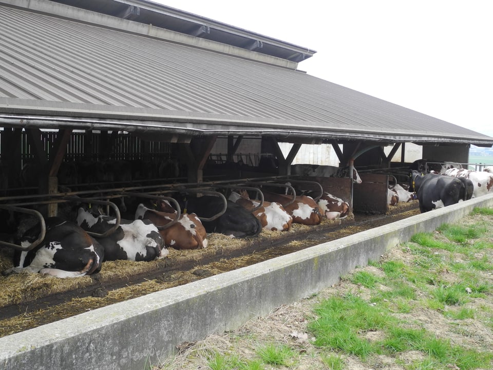 Kühe liegen im Stall