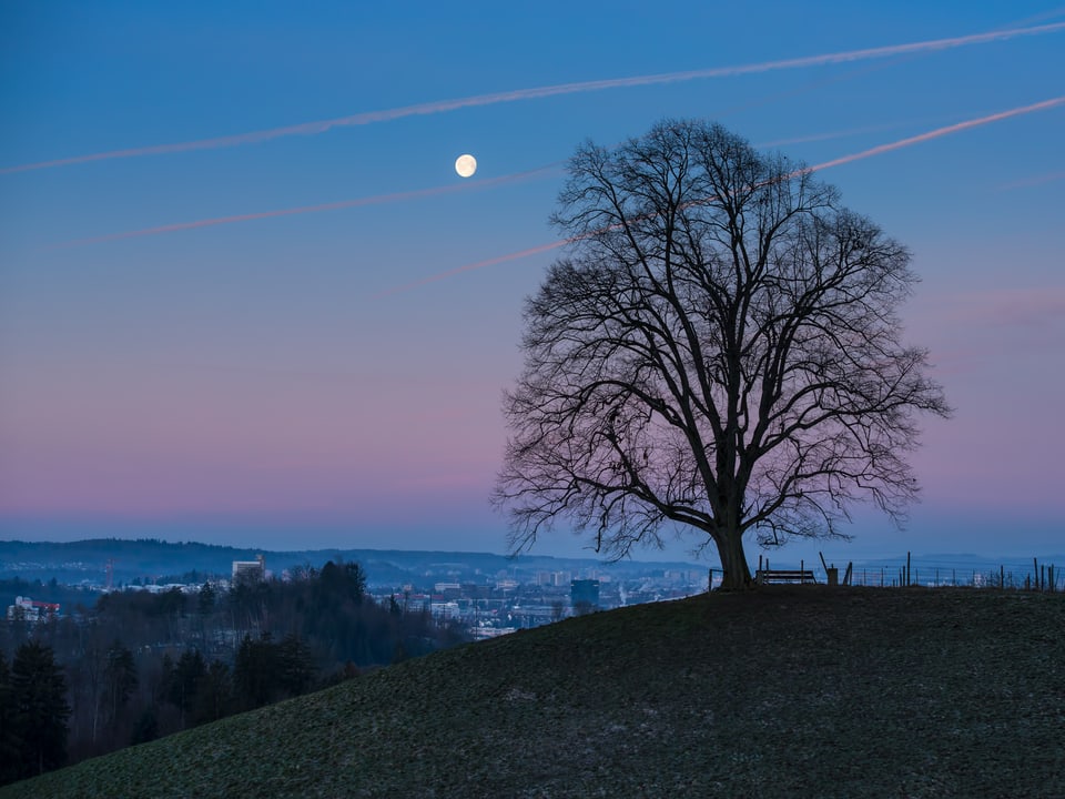 Ein schöner Baum steht auf einer Anhöhe. In der Ebene ist die Stadt Bern auszumachen. Darüber eine zartrosafarbene Morgendämmerung mit abnehmendem Mond.