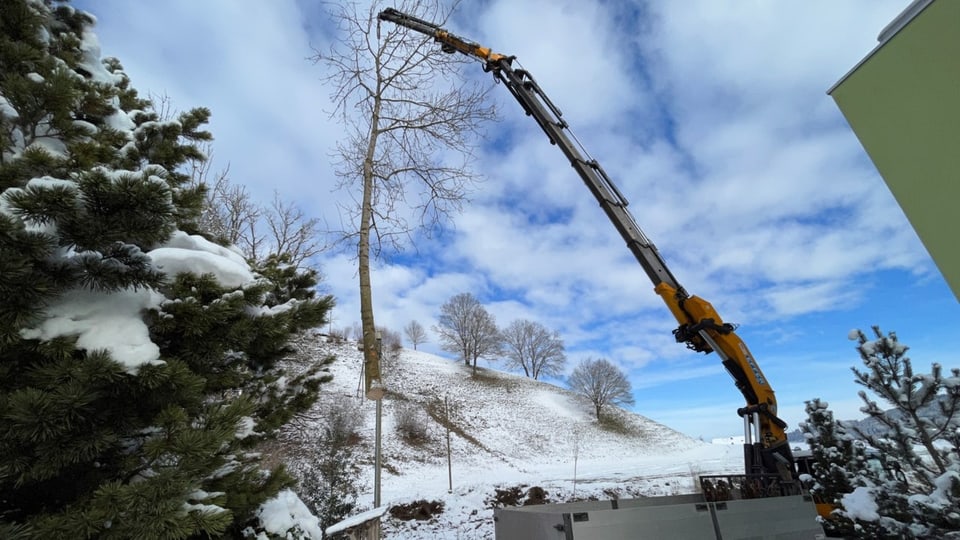 Baum wird von einem Kran auf einen Anhänger gehievt.