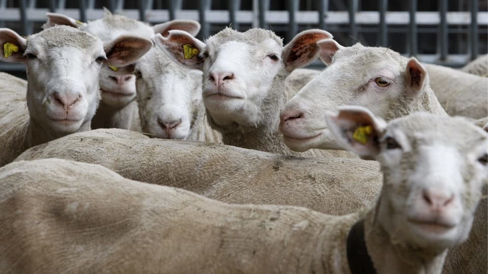 Mehrere Schafe stehen dicht gedrängt beieinander.