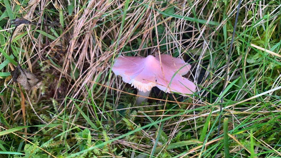 Ein rosenroter Saftling auf einer Wiese.