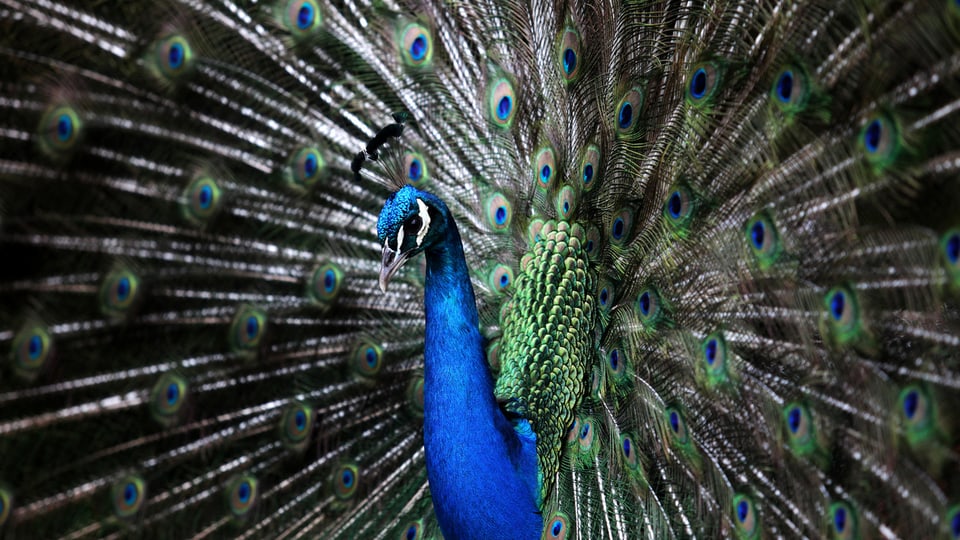 Pfau