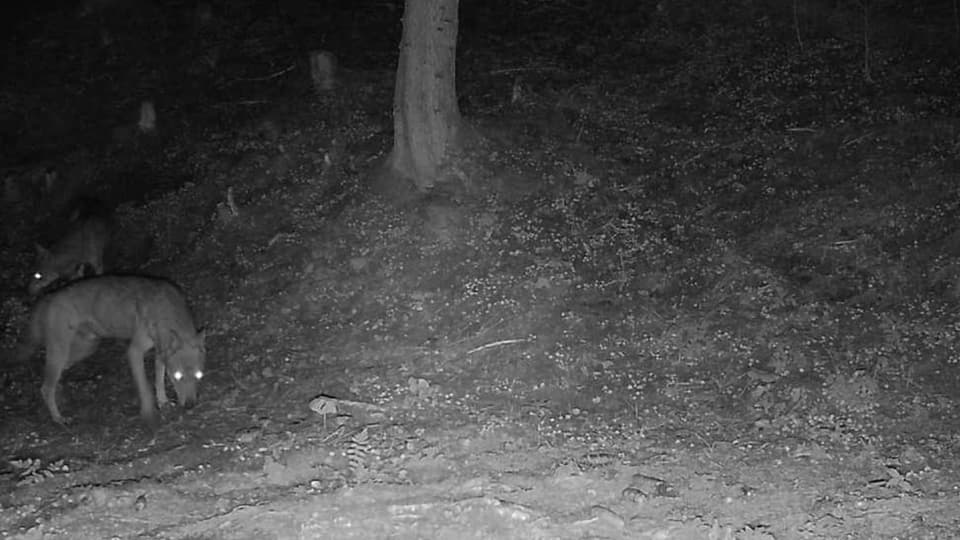 Wolf in der Nacht, schwarz-weiss-Foto einer Infrarotkamera