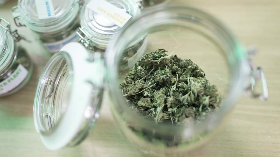 Glasdose mit CBD-Cannabis 