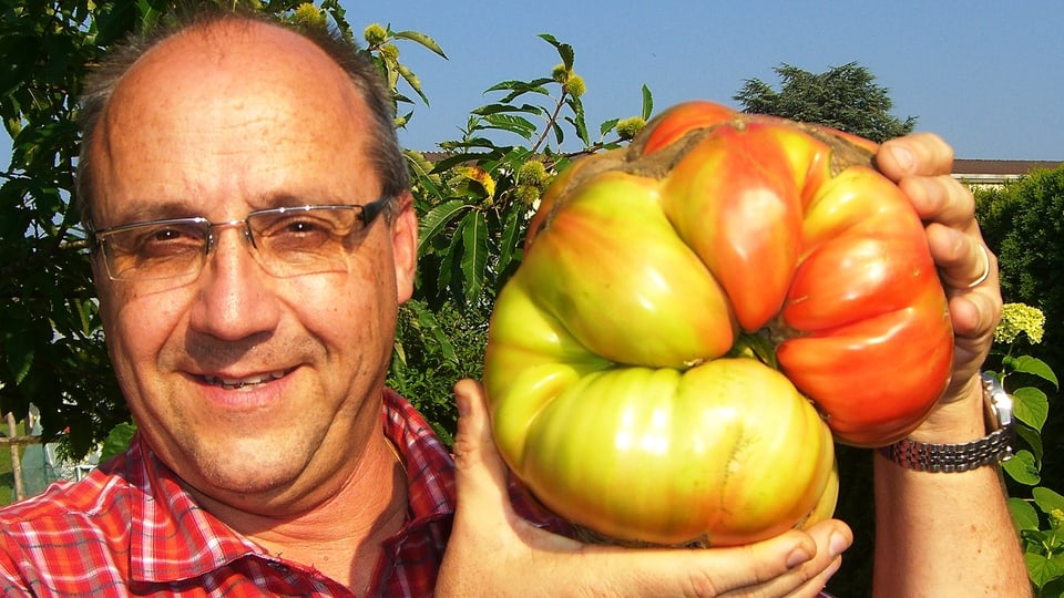 Jürg Wiesli hält die grösste Tomate Europas in der Hand. 