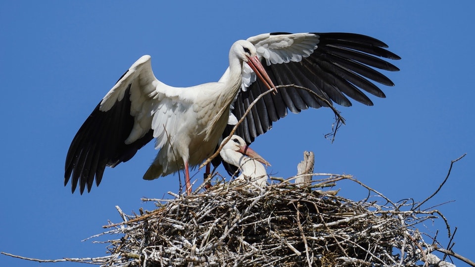 Storchennest mit Eltern und Jungvögel