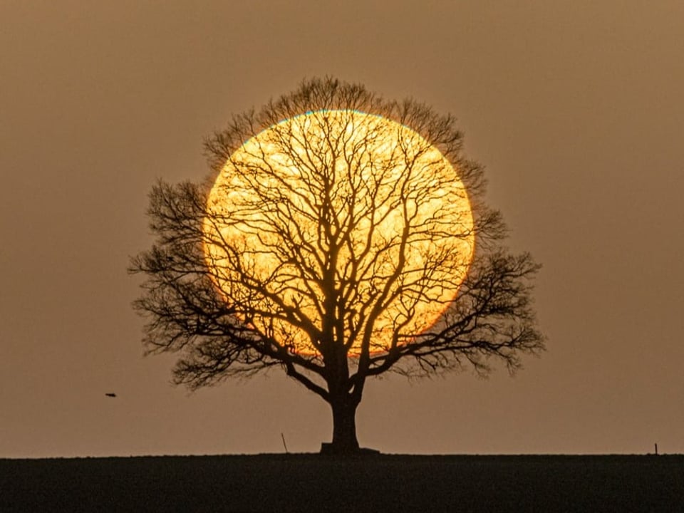 Kahler Baum in Grossaufnahme mit Sonnenscheibe dahinter. Alles in gelb bis orange. 