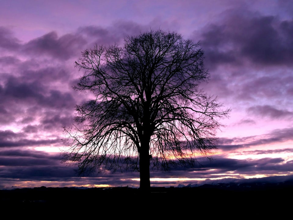 Violetter Himmel, einsamer Baum im Vordergrund, Alpenpanorama im Hintergrund