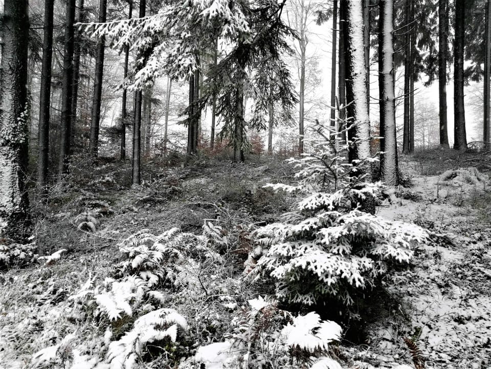 Schnee im Wald.