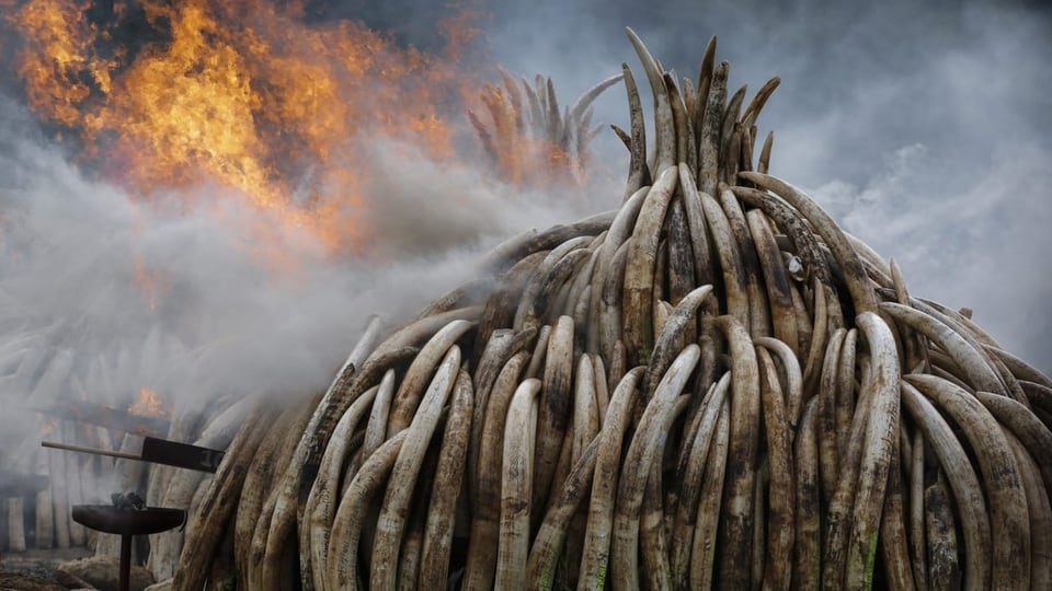 Verbrennung von beschlagnahmten Elfenbein in Kenia.