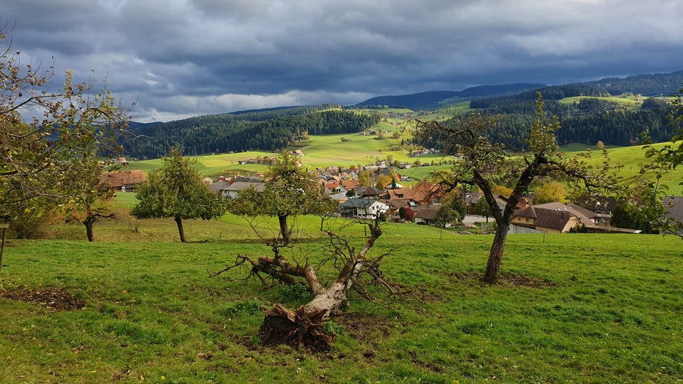 Fallen tree