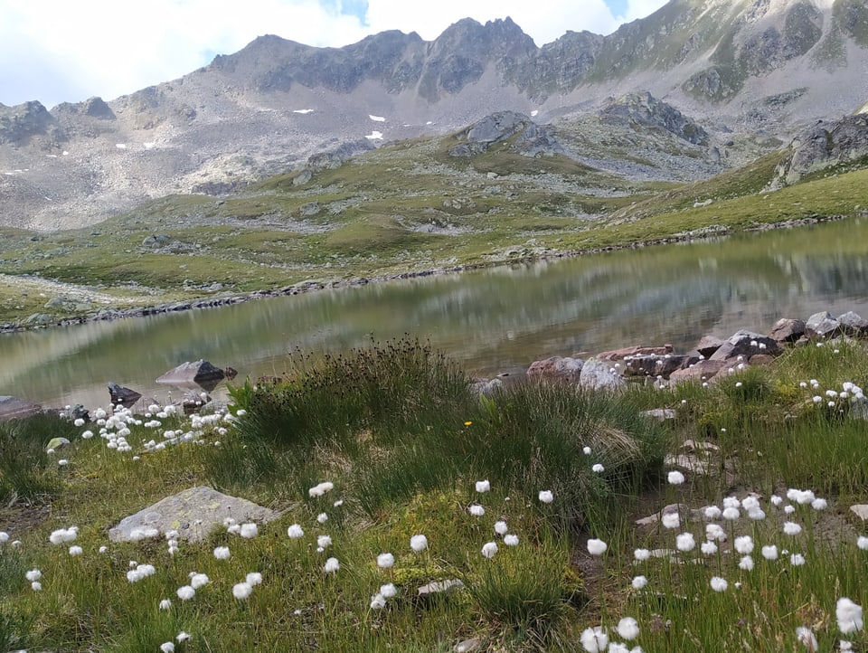 Bergsee mit Wollgras an Ufer.