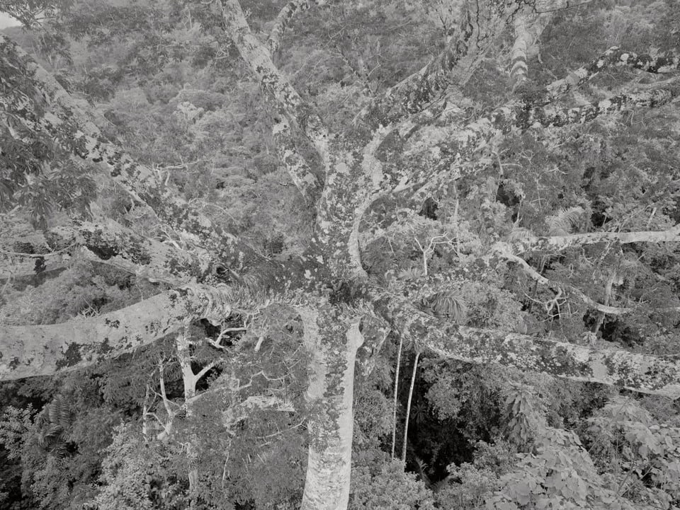 Blattloser Baum vor dichtem Wald