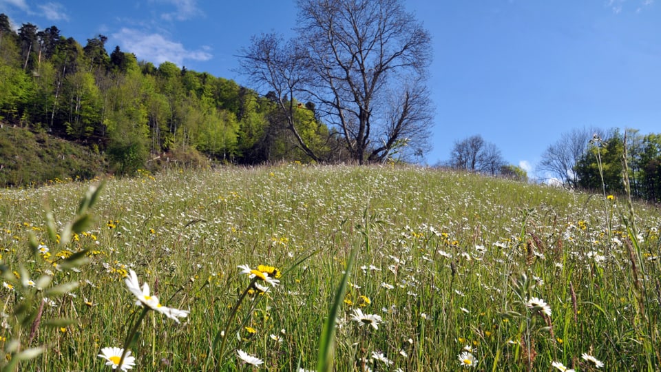 Frühlingswiese in der Nordwestschweiz.