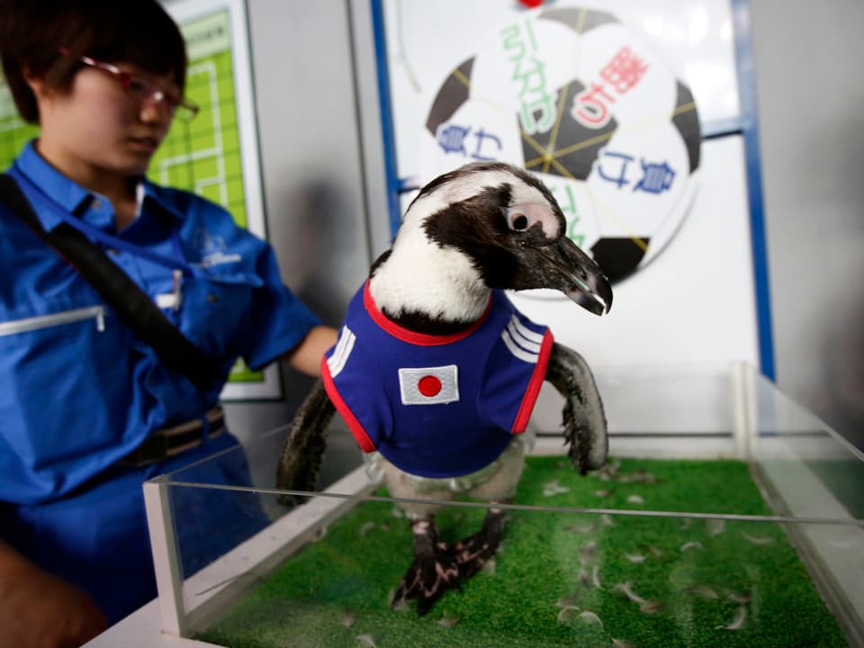 Pinguin mit einem Japan-T-Shirt.