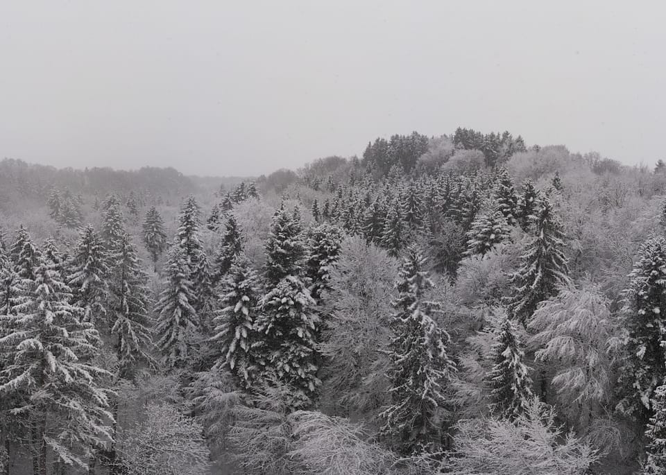Ein Wald mit Schnee auf den Bäumen.