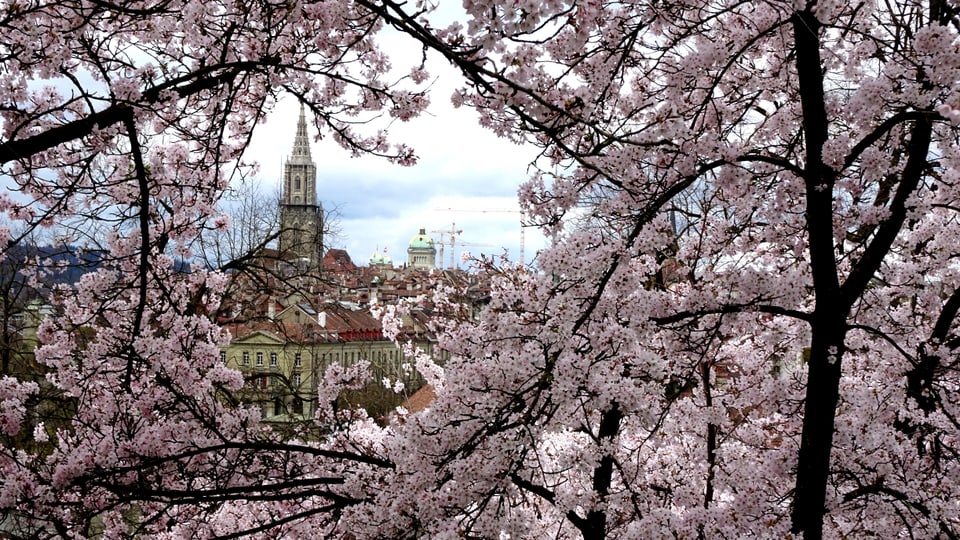 Dank einem warmen Start in den April blühte es am 7. April in Bern prächtig.