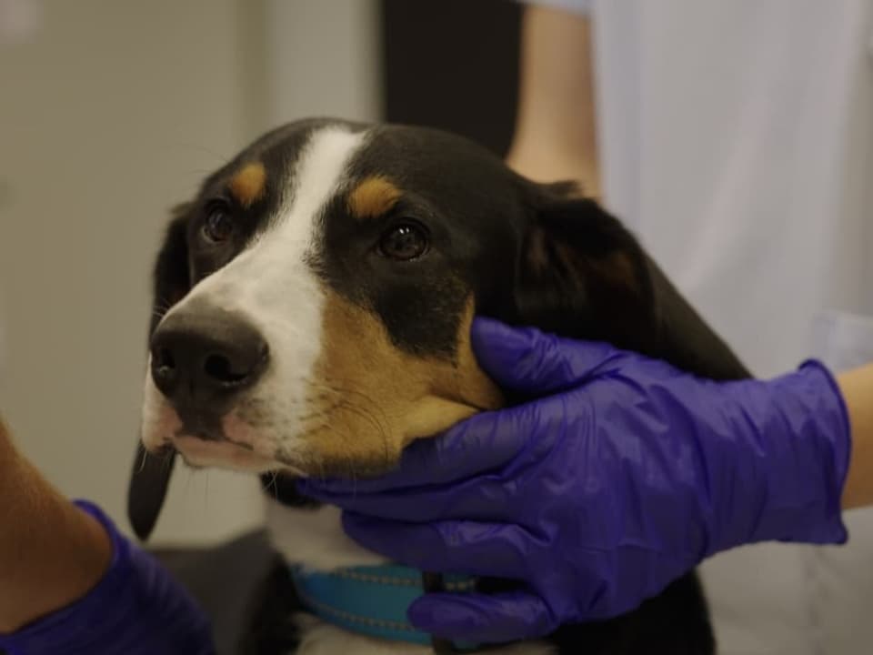 Ein verletzter Hund wird von den Tierärztinnen gehalten und untersucht.