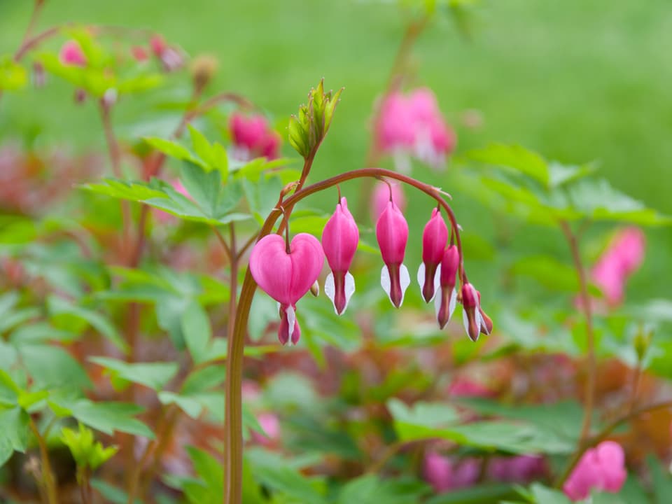 Tränende Herzen Rosarote, herzförmige Blüten.