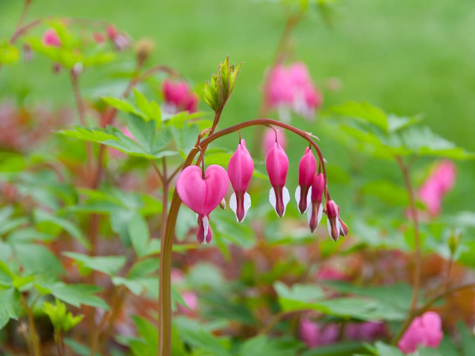 Rosarote, herzförmige Blüten.