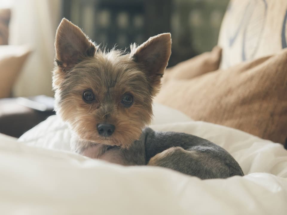 Ein Hundewelpen sitzt auf einem Kissen. Die Ohren spitz aufgerichtet und mit niedlich wachem Blick in die Kamera schauend.