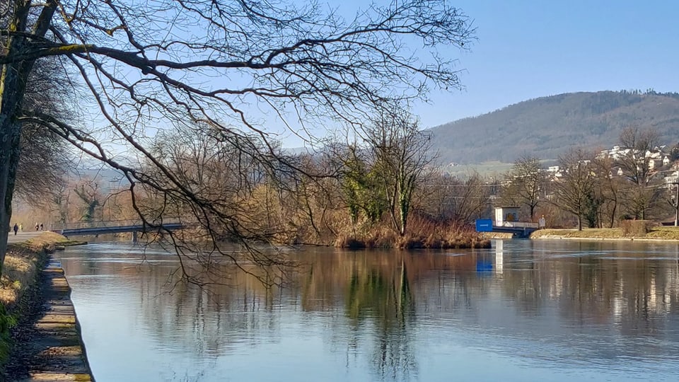 Insel auf der Aare