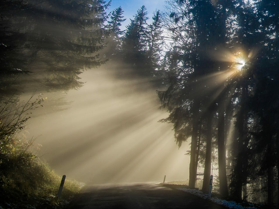 Sonnenstrahlen machen den Nebel sichtbar, sonst dominiert der Schatten im Wald.