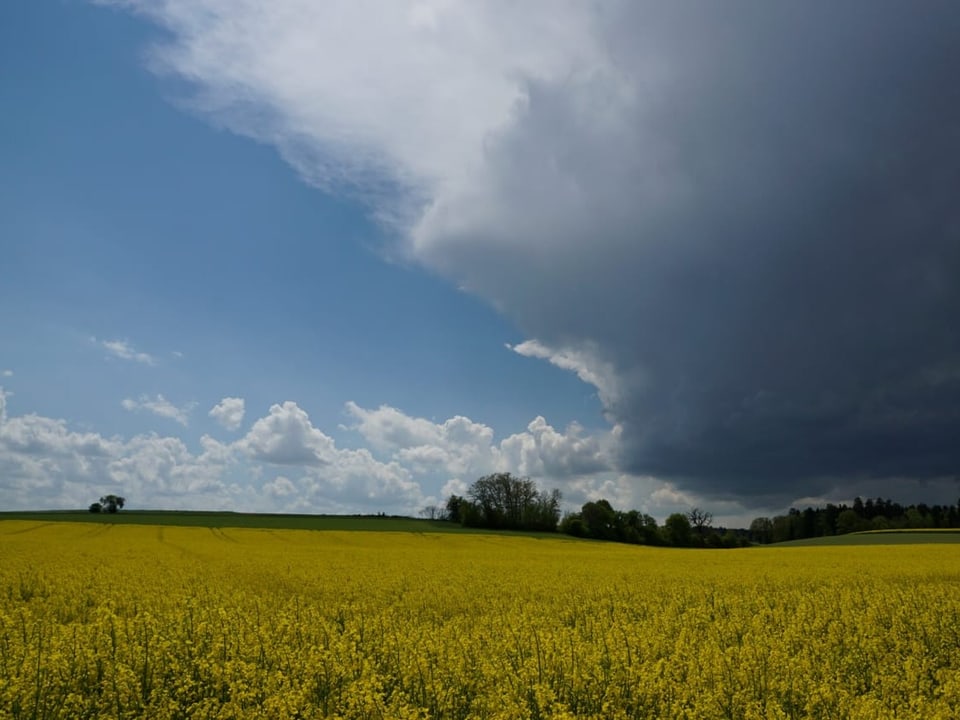 Die Sonne lässt die blühenden Rapsfelder noch schön leuchten, eine Gewitterzelle mit schwarzen Wolken ist im Anzug.