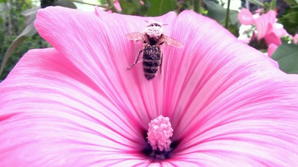 Weniger Blumenwiesen, weniger Nektar, weniger Bienen. Eien Biene auf einer pinken Blüte, voll mit Blütenstaub.