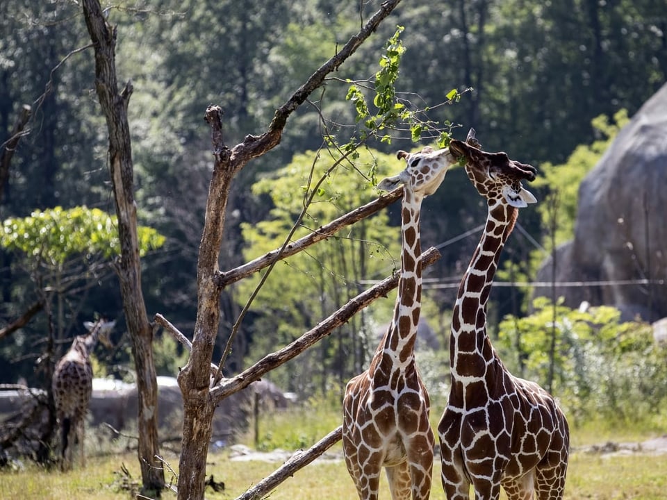 Zwei Giraffen ragen ihre langen Hälse in die Höhe, um an die Blätter des Baumes zu kommen.
