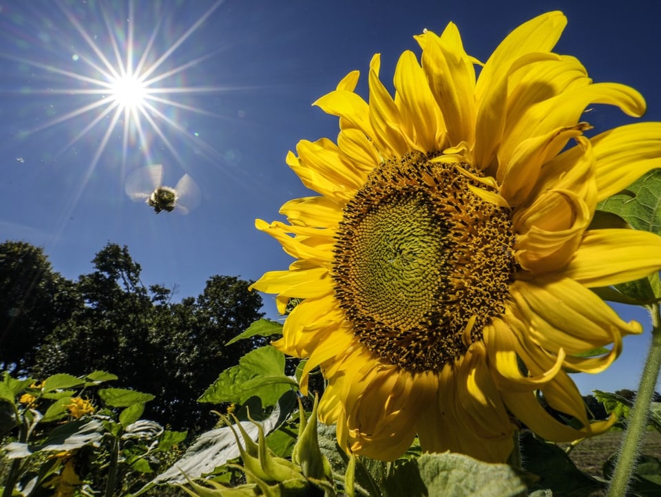 Eine Biene fliegt in Richtung einer Sonnenblume.