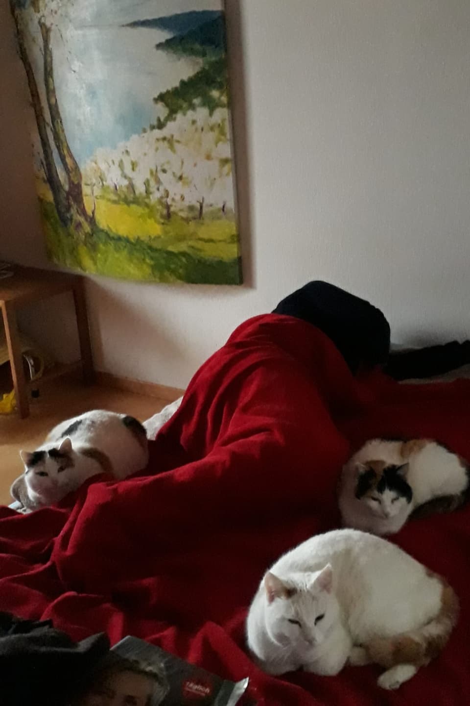 drei Katzen dösen auf einer Decke. Darunter liegt der Besitzer. 