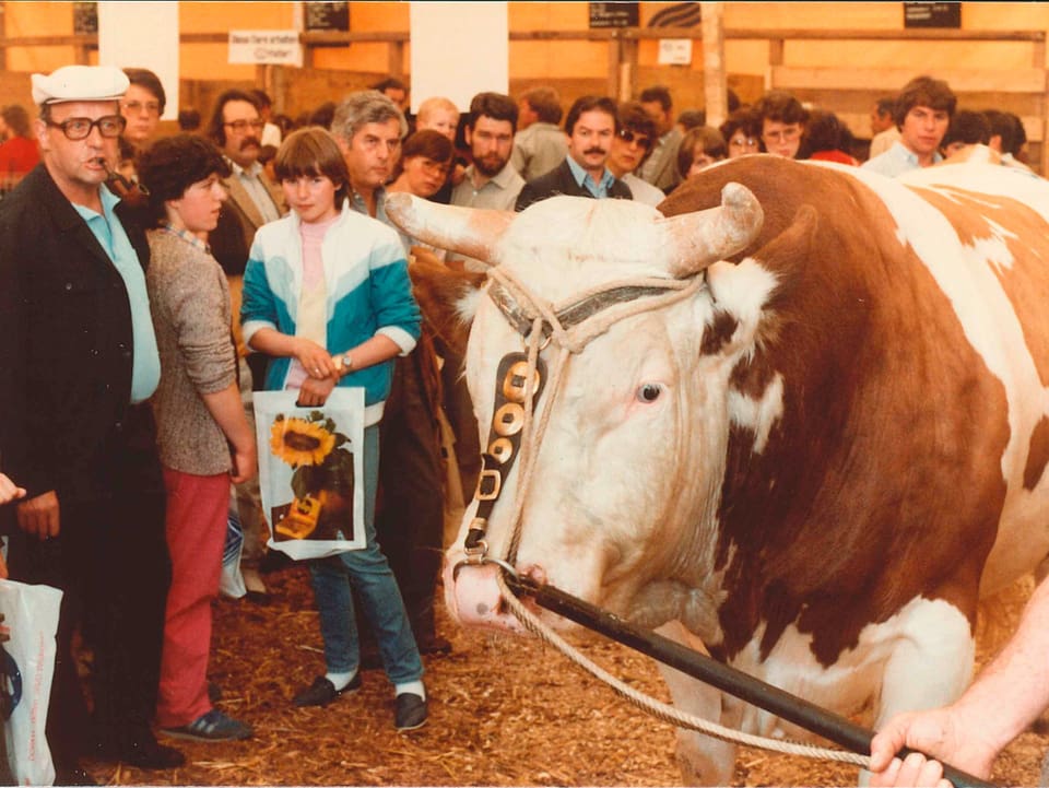 Eine Kuh inmitten einer Menschenmenge.
