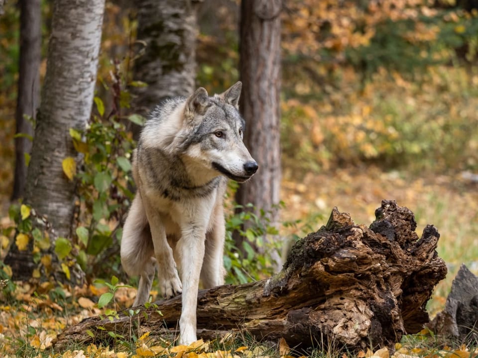 Ein Wolft steigt in einem Waldstück über einen morschen Baumstamm.