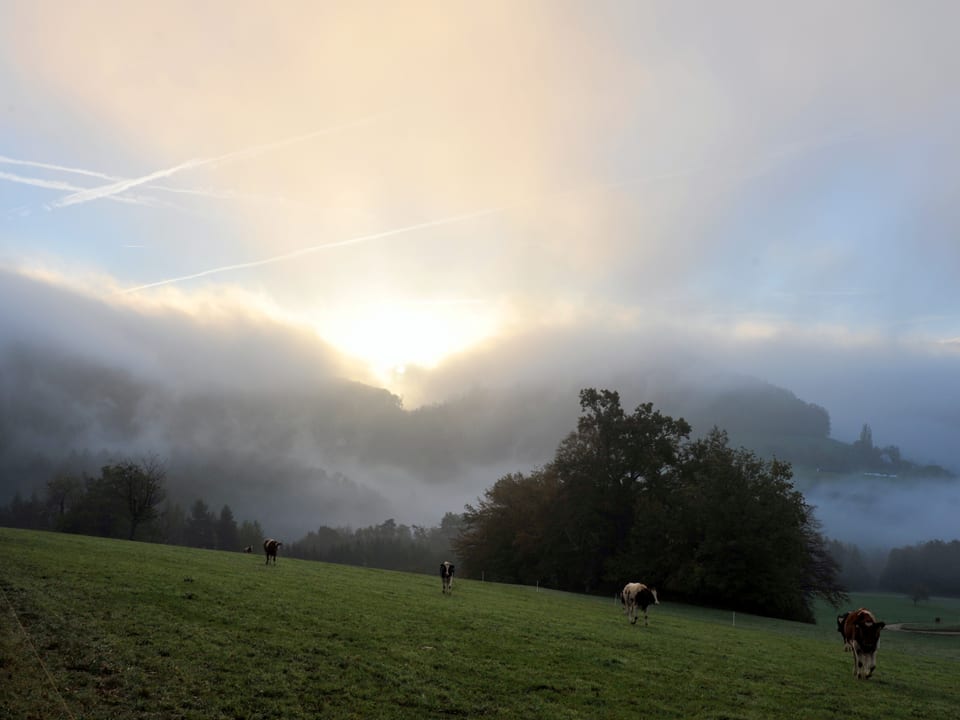 Grüne Hügel, im Tal Nebel, der Himmel teils blau und die Sonne ist am Horizont schwach zu erkennen. Auf der Wiese weiden vier Kühe. 