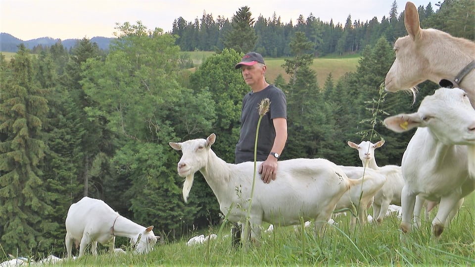 Bauer mit Ziegenherde auf der Wiese