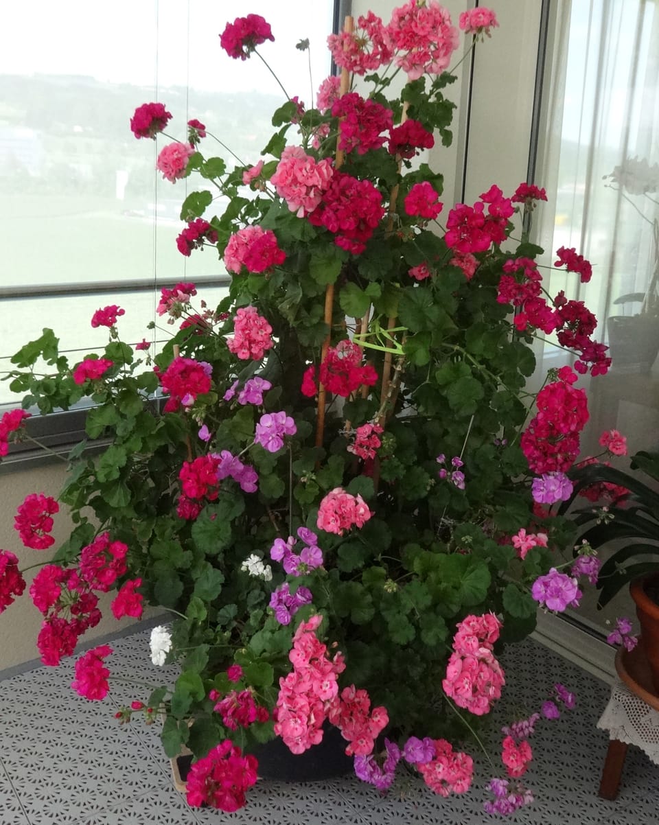 Rote, rosarote und lila Blüten an einer gross gewachsenen Geranie.