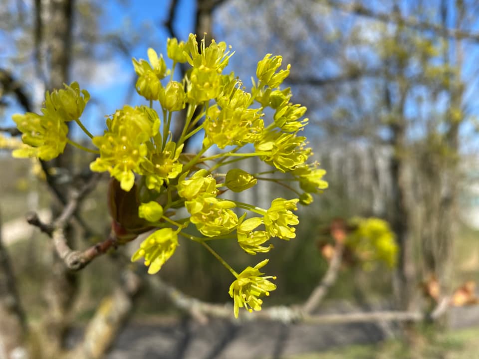 Ahornblüte