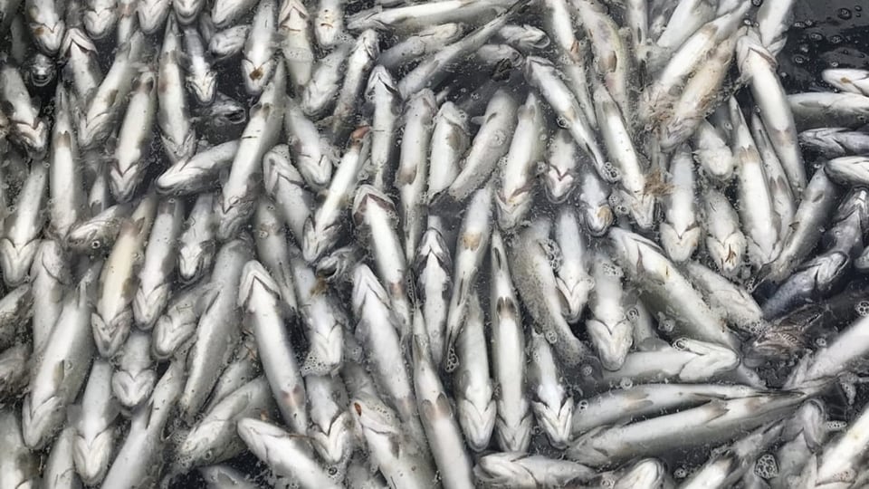 Tote Fische im Blausee