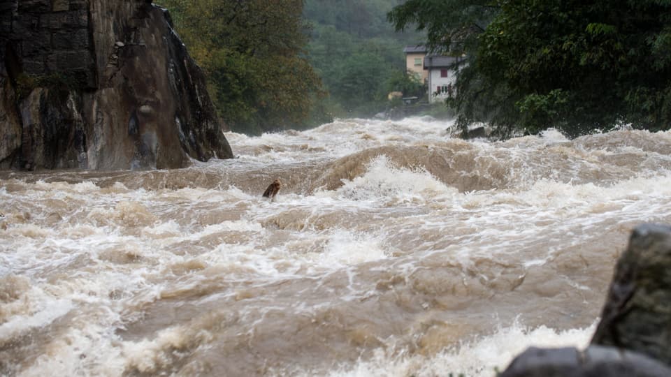 Nach intensivem Regen führte der Ticino bei Giornico am 13. Oktober Hochwasser. Wilde Wassermassen stürzen talabwärts.