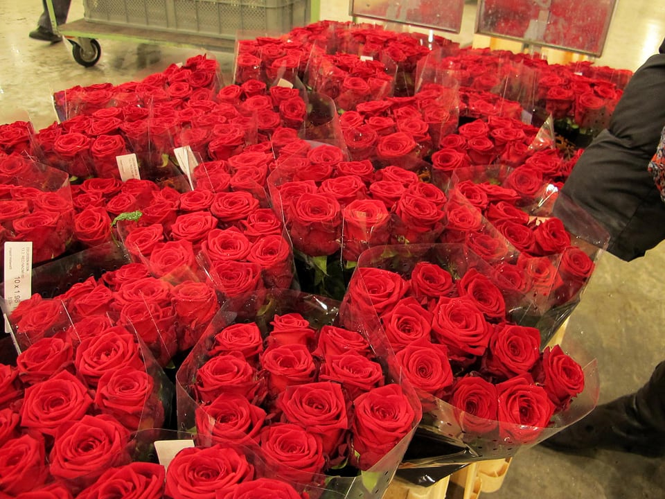 Viele rote Rosen in 10er-Bünden.
